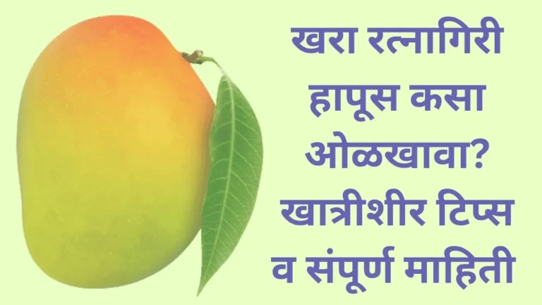 ratnagiri hapus mango